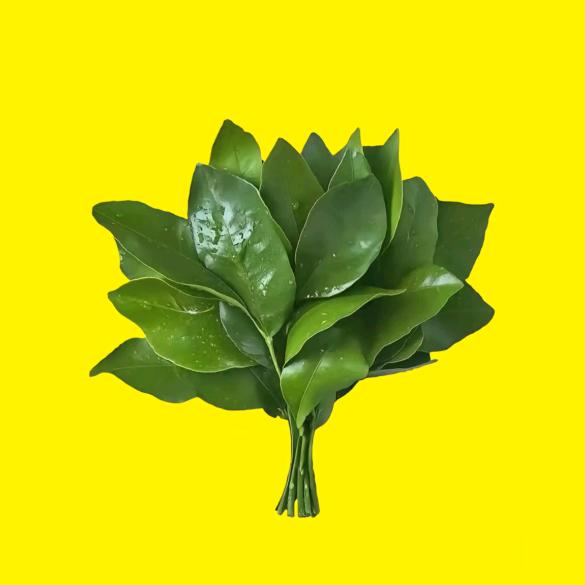 L崽崽
