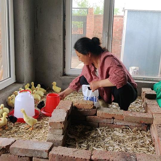 老刘的鹅厂场（简易版）