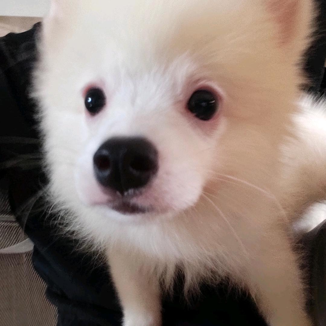 醒一次的西洋菜