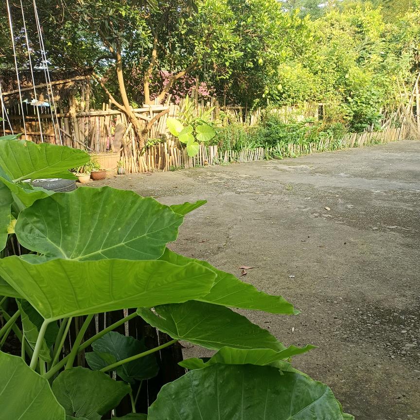 沐沐的菜园