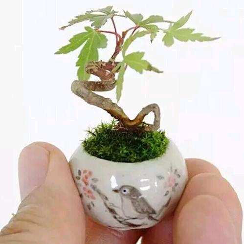 中青-易水（赶路人）