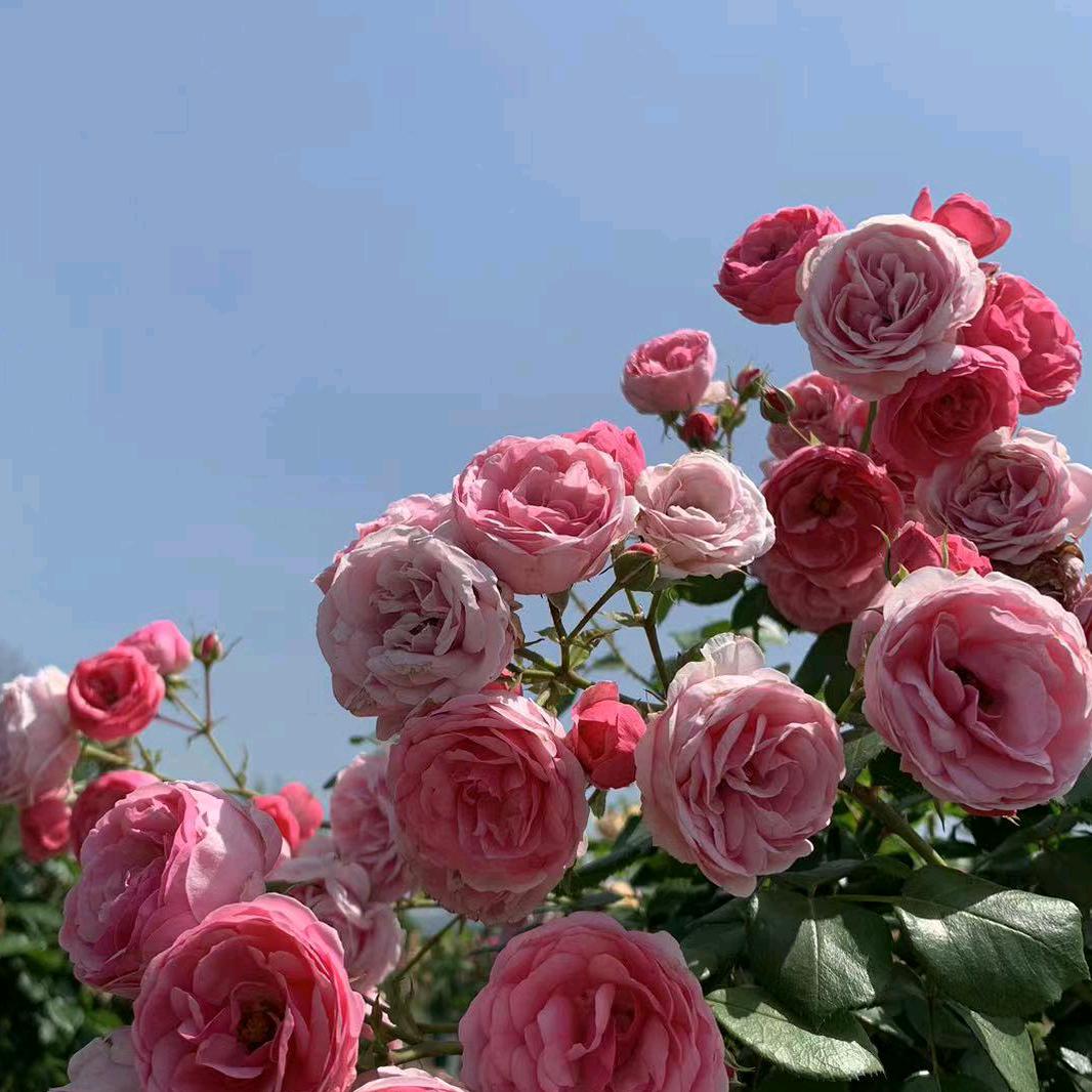 季美花卉