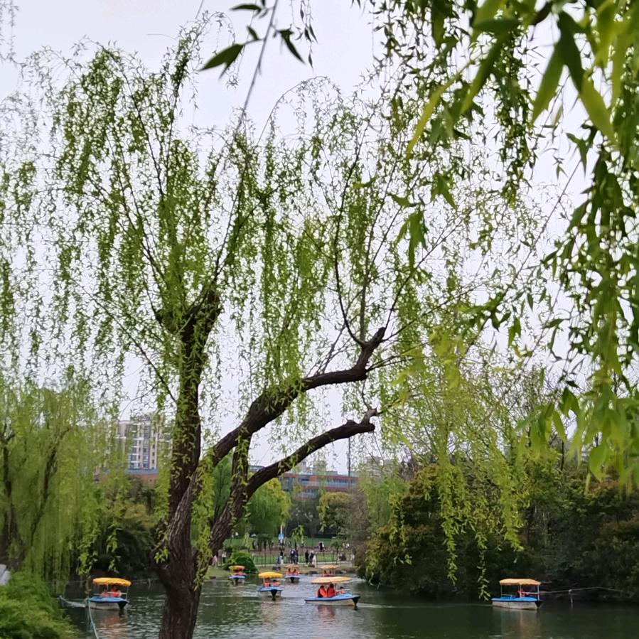 鹦鹉洲