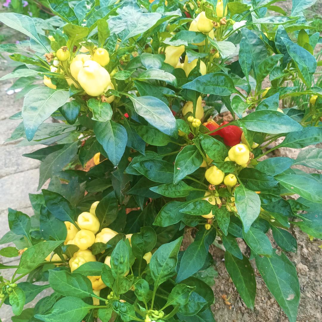 我的未来不是梦！