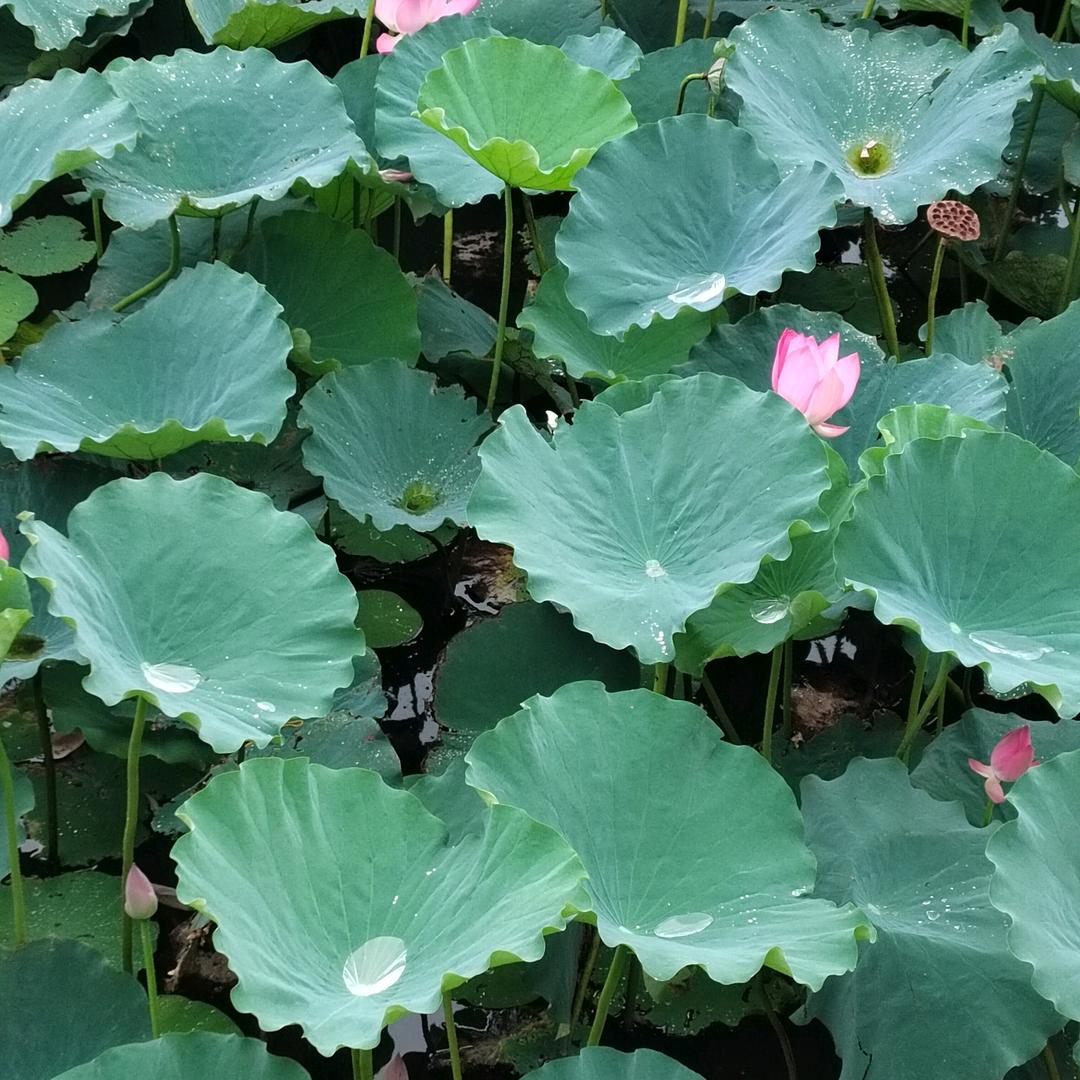 莲心禅韵