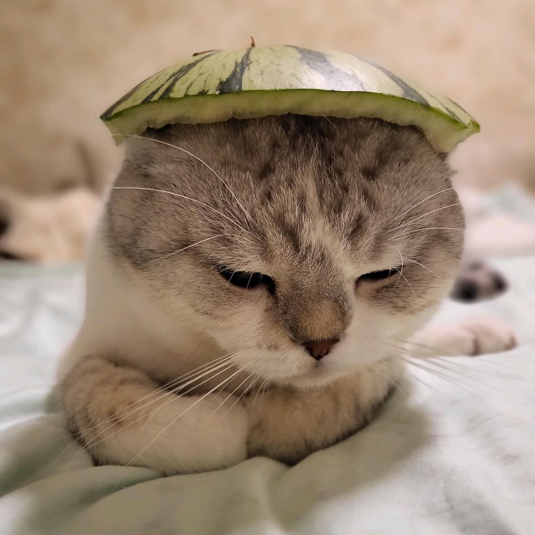 曲奇的哈基咪（互）