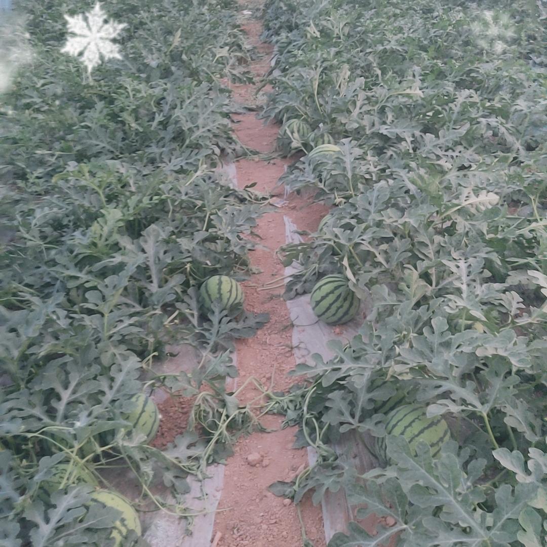 李楼西瓜种植基地