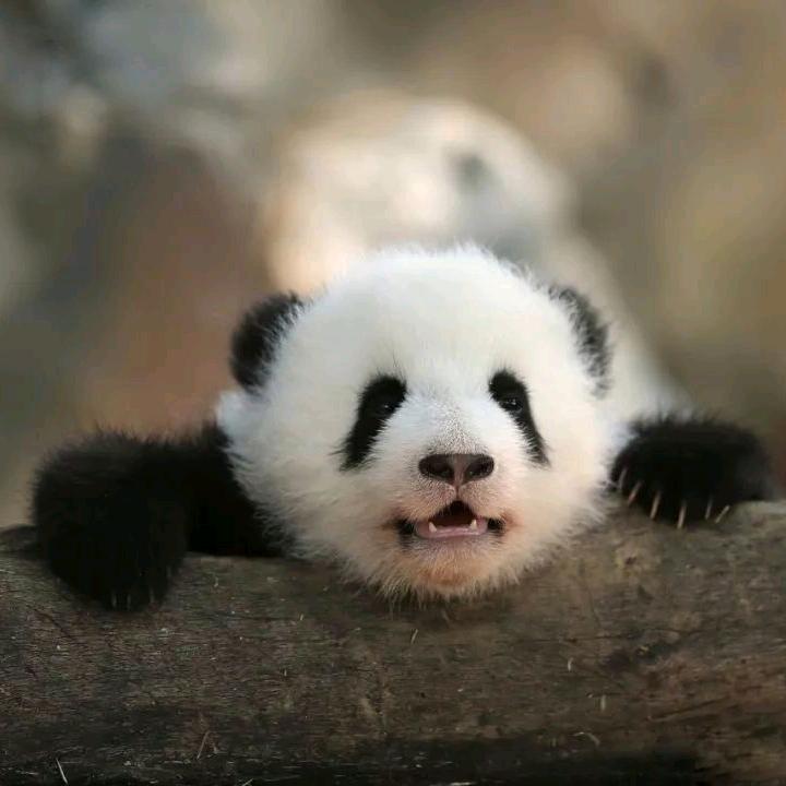 牧风先森