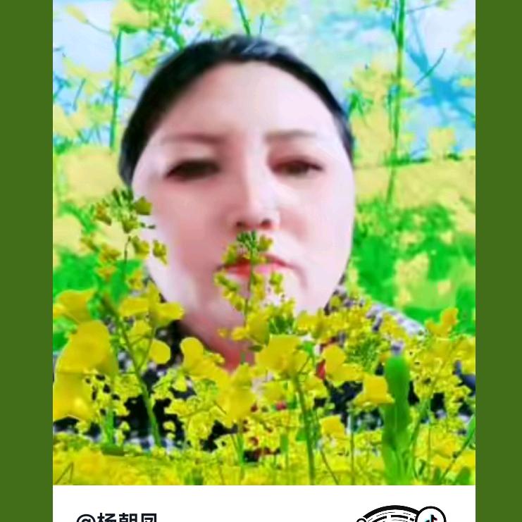 杨朝凤