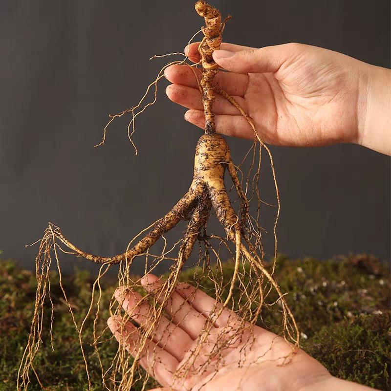 大婷子东北特产