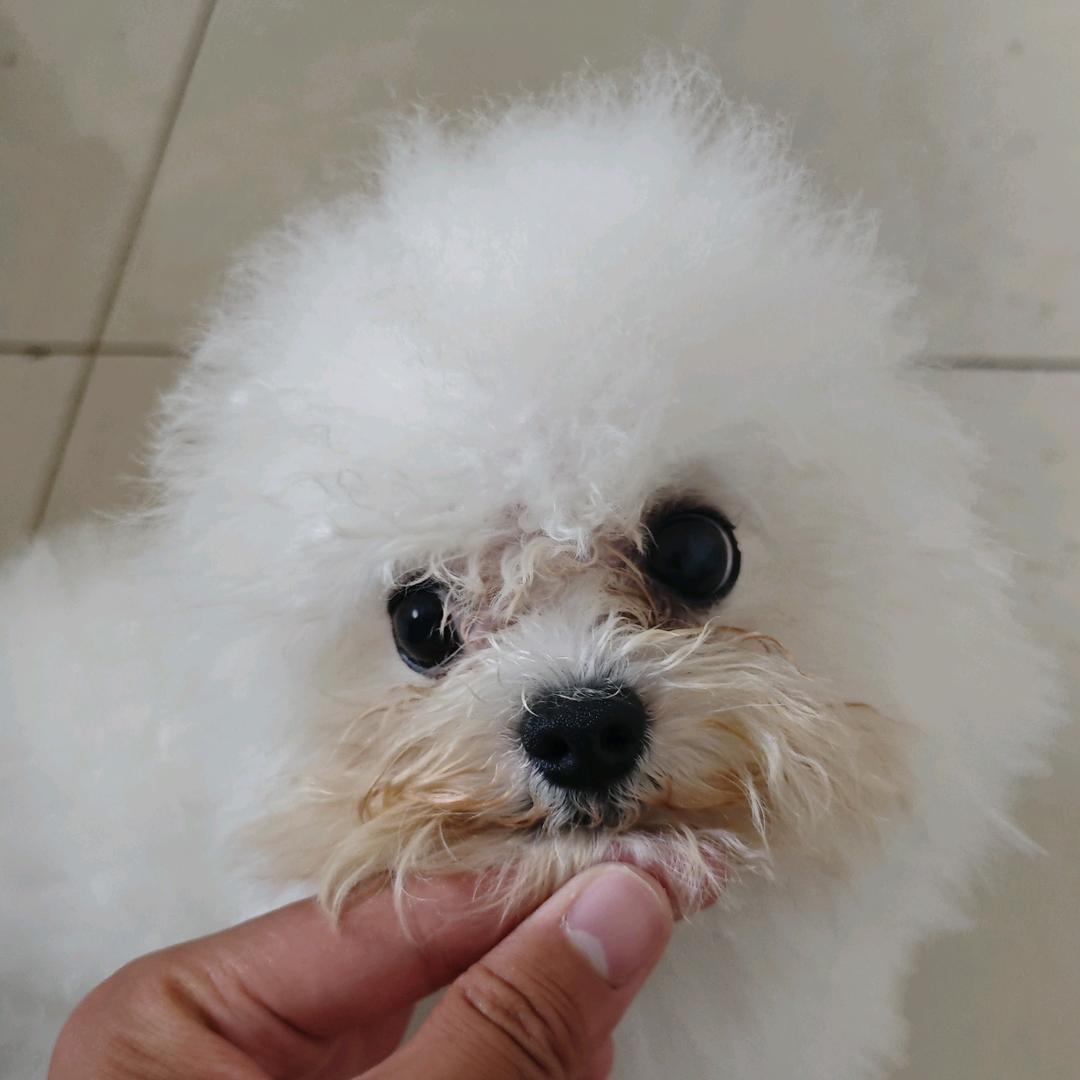 小王的宠物基地