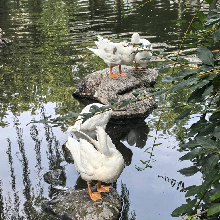 日照小卜电动车（欧派和金箭）