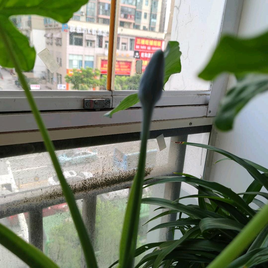 陈新红