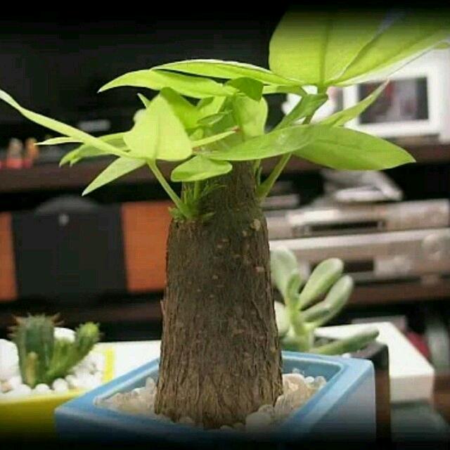平安老张