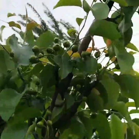 秀