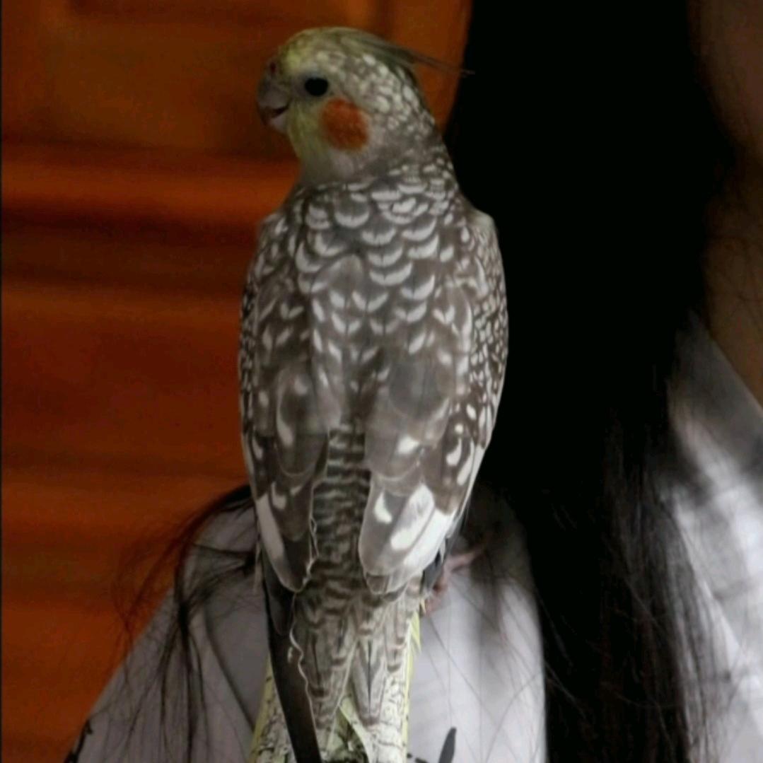MLSJ木乐