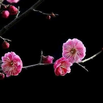 一剪寒梅