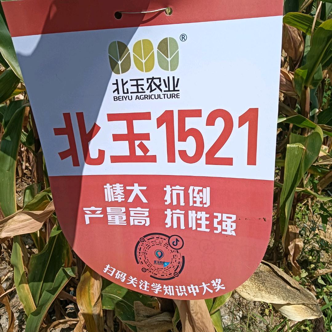 麻子