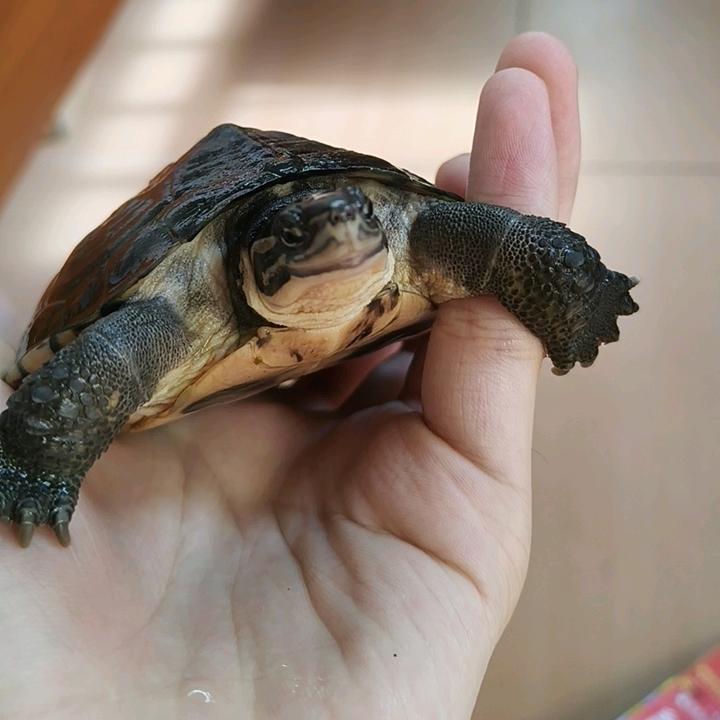 手机爹比我更向往自由