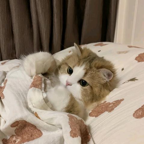 小小呀