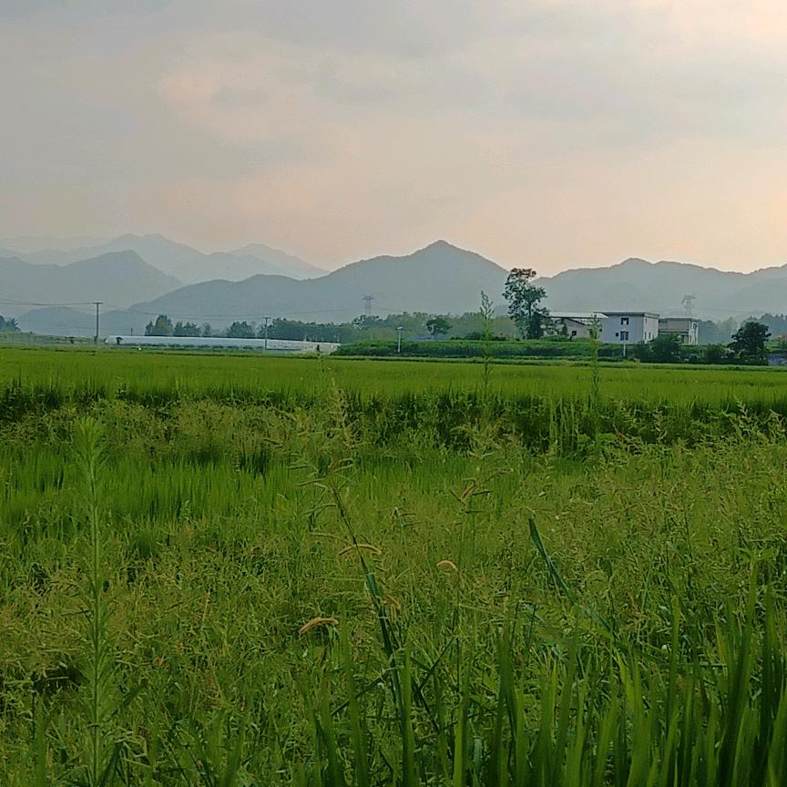 育儿顾问  桃子姐