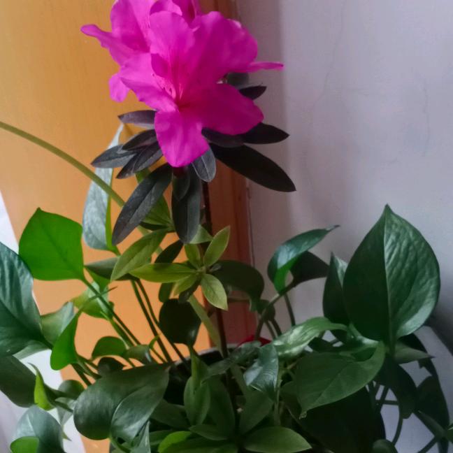 ♬ 半盏清茶♥