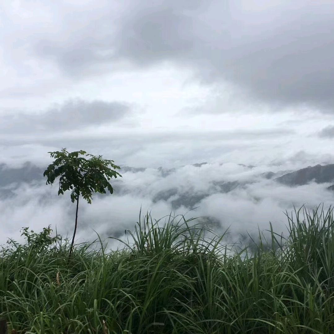苹果