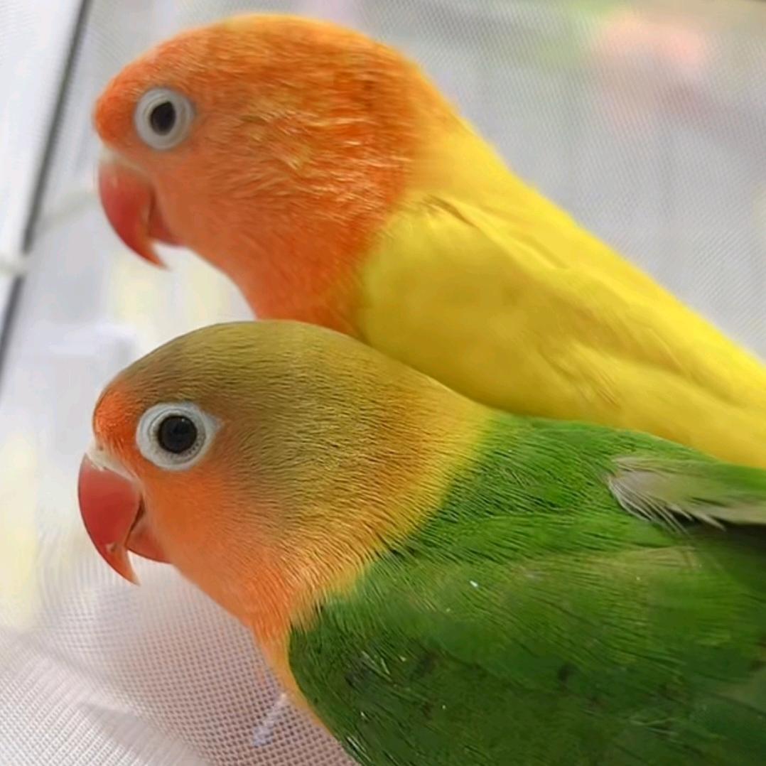 新沂市宠尚佳宠物