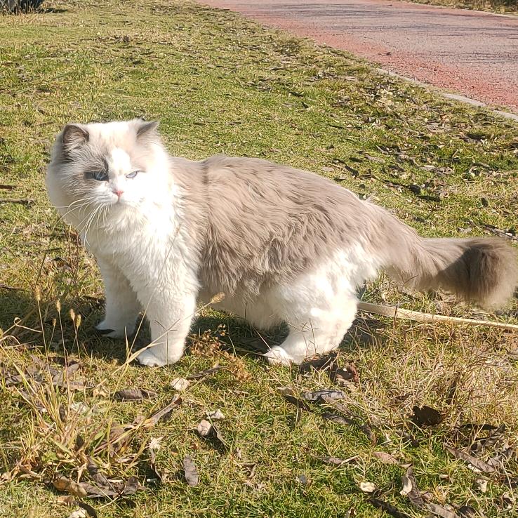 六一是只布偶猫