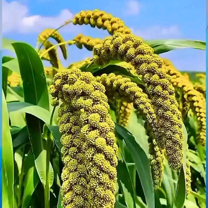 平平安安