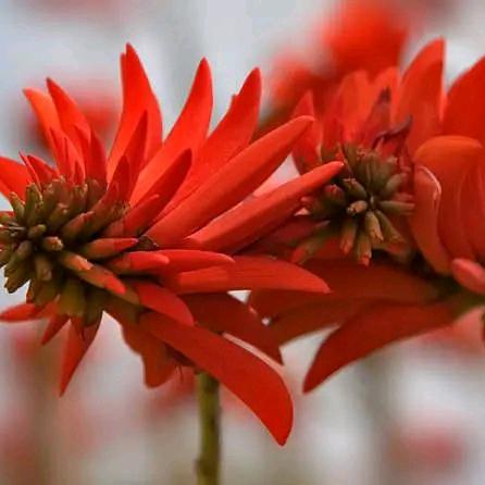 (๑><๑）清风明月