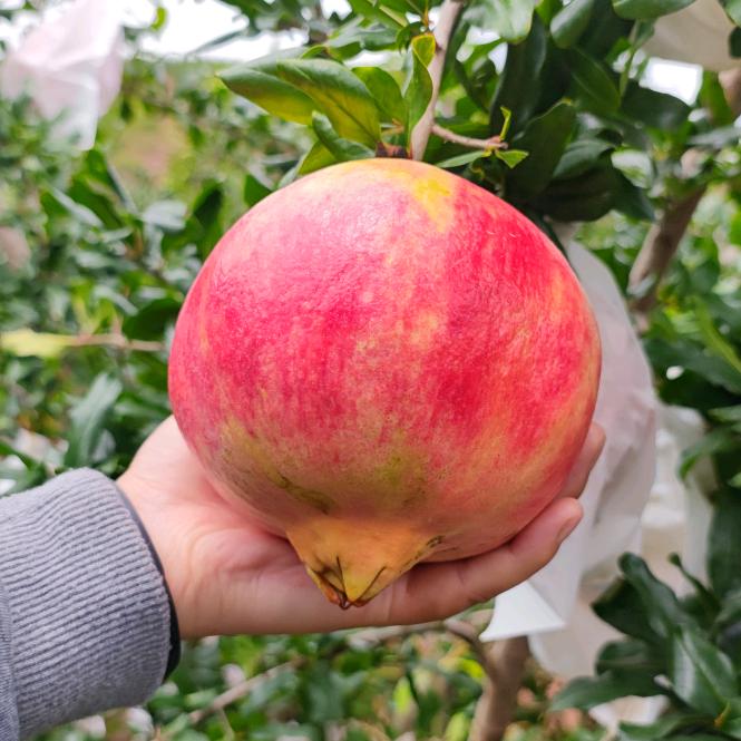 会理软籽石榴(Mr.Qu)