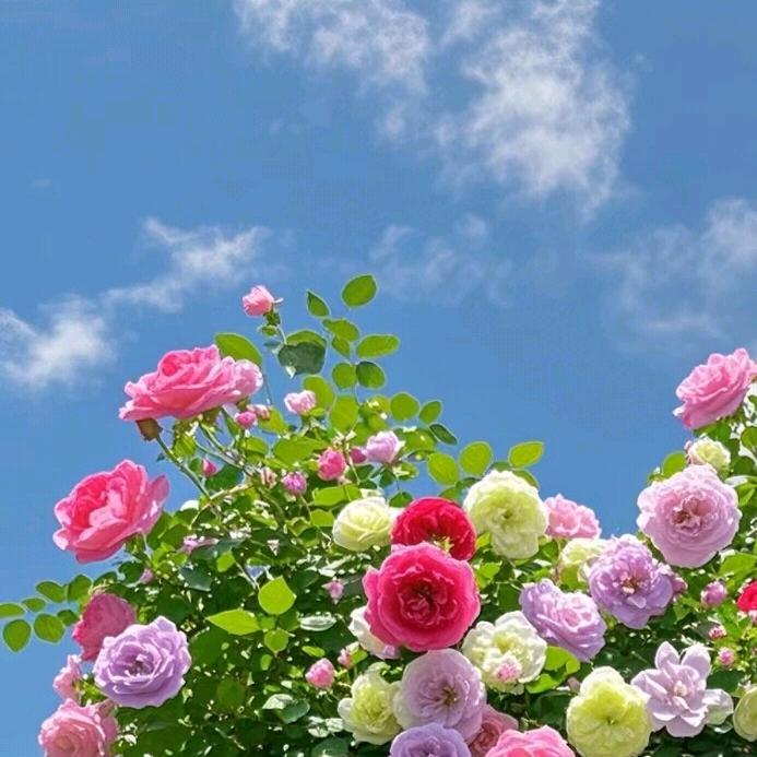 小桃花歌