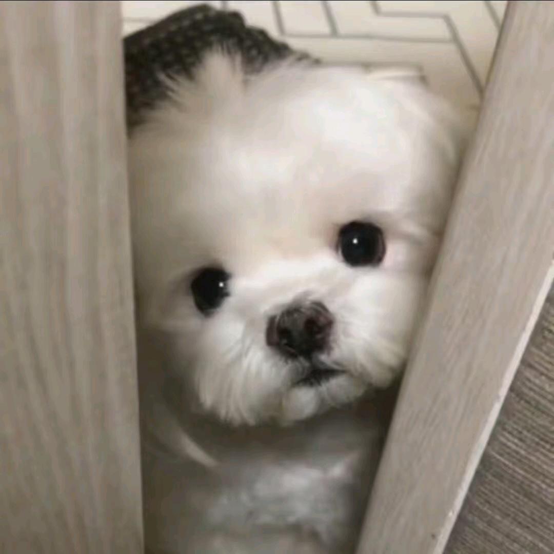 摆个百拜白柏