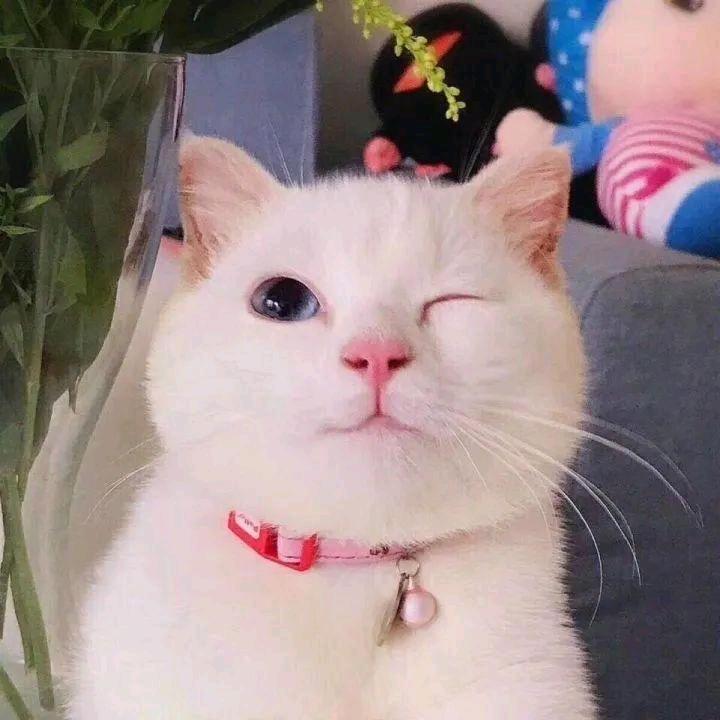 大炮