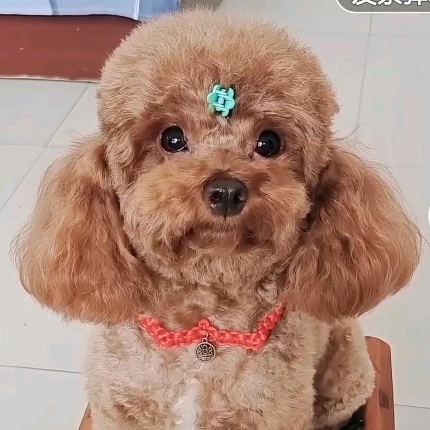 敲可爱小宝贝宠物用品