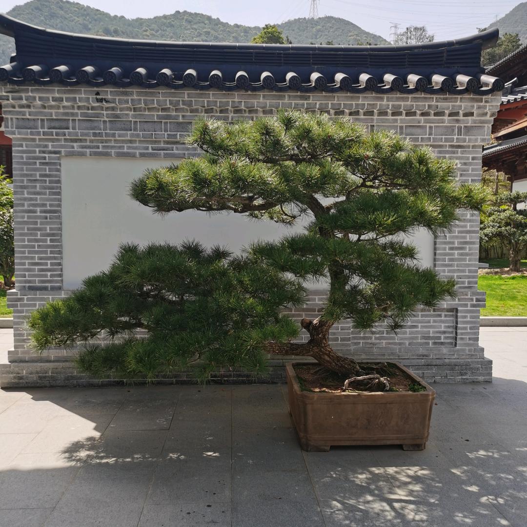北极🐻