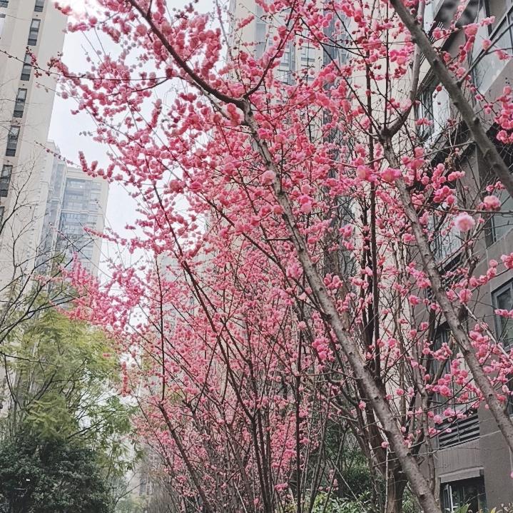 小米粥