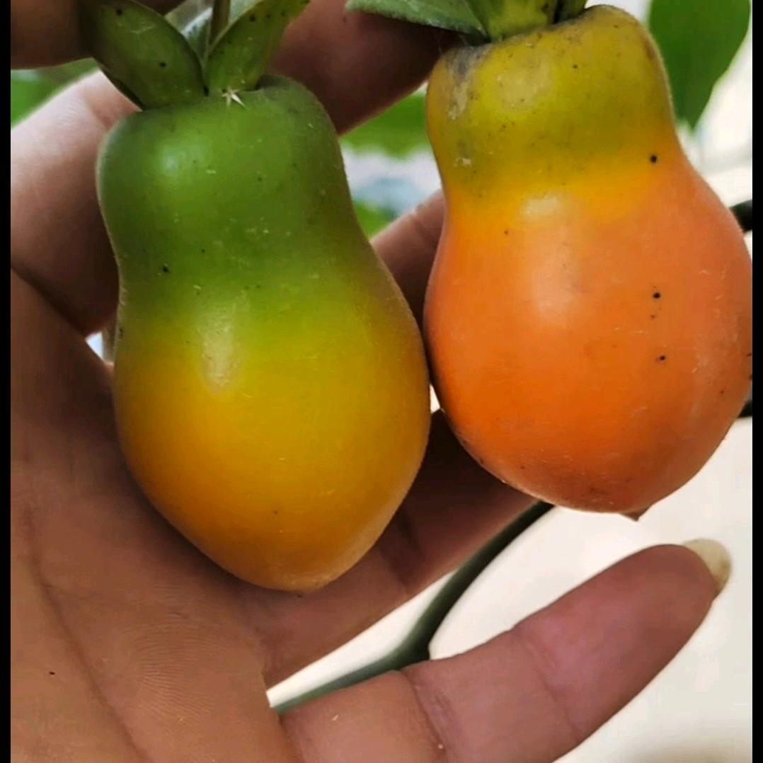 鸿运金弹子盆景