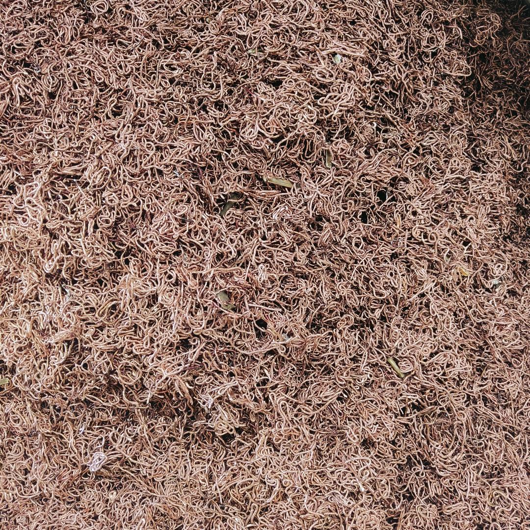 ༺傅姚千里🌹༻