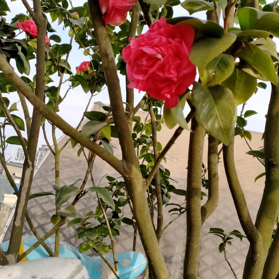 幸福之花