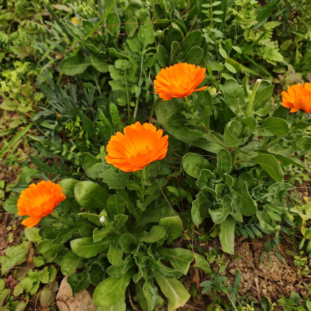 爱吃香菜的本本