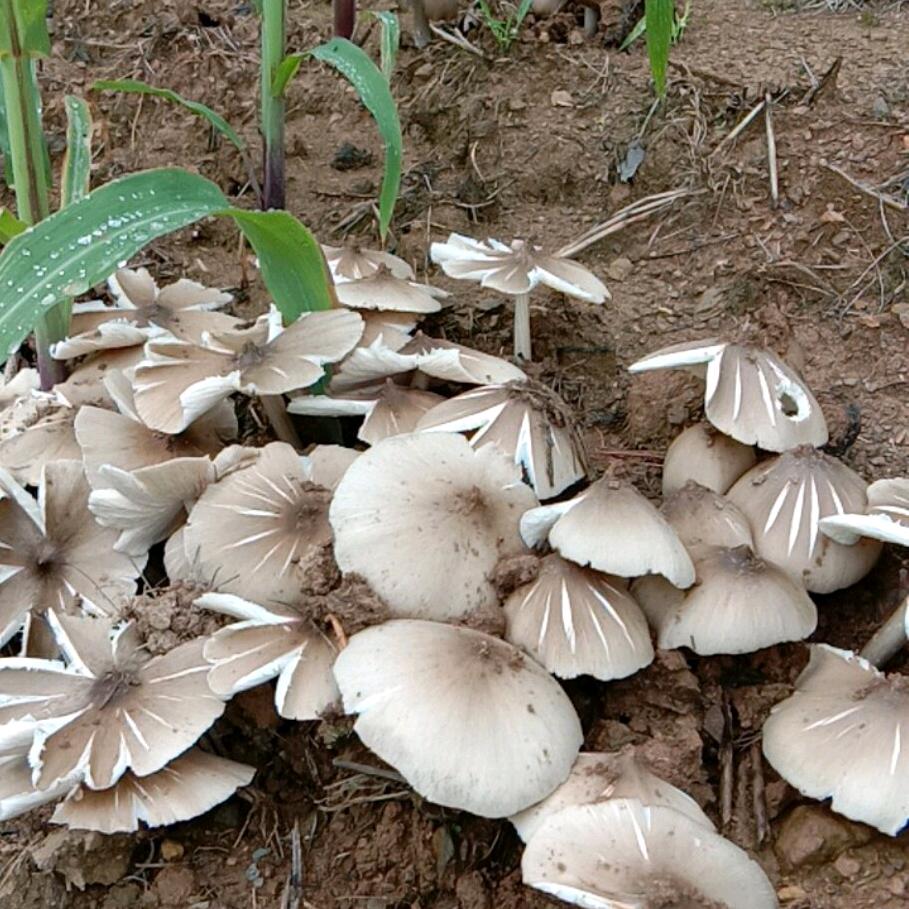 风风雨雨自己走