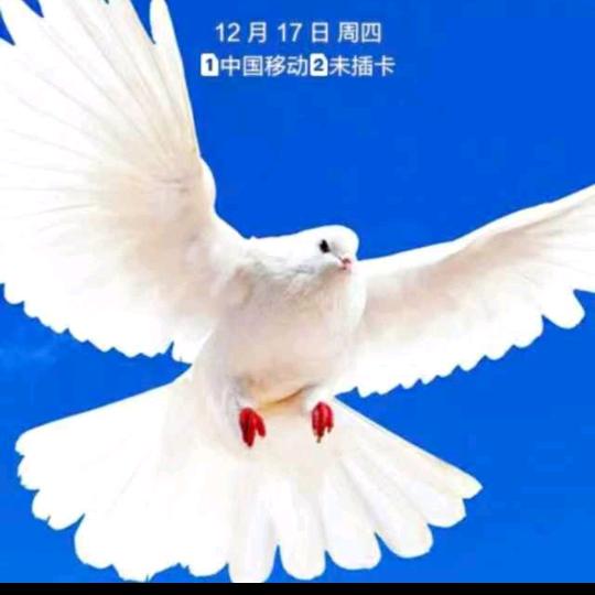 神勇鸽舍/