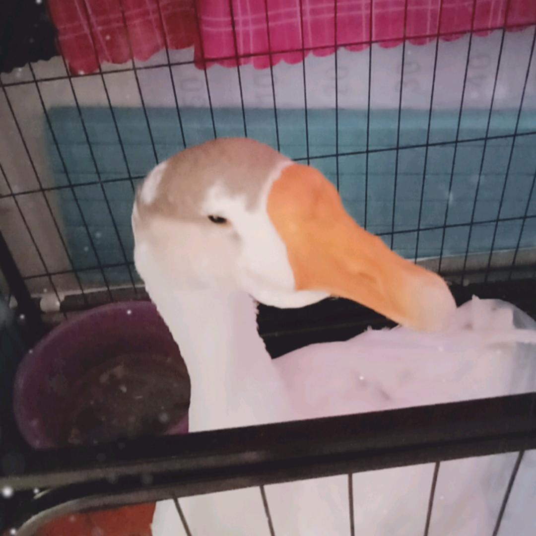 我和我的大鹅