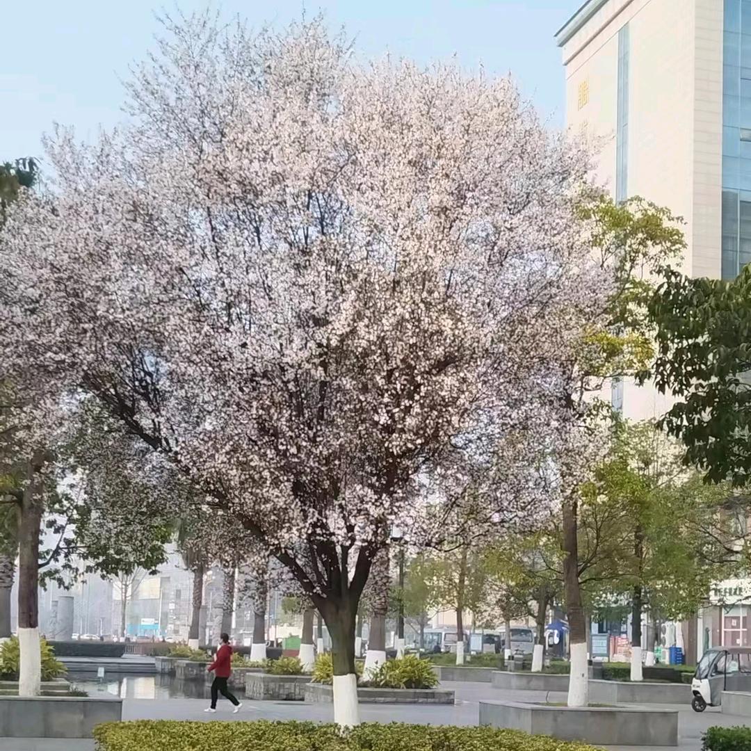 冰山上来客