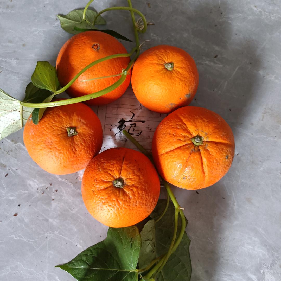 石泥村含羞草腐小小