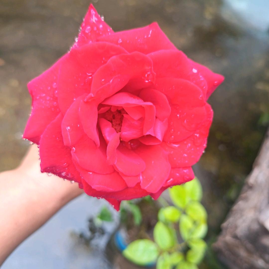 芊芊