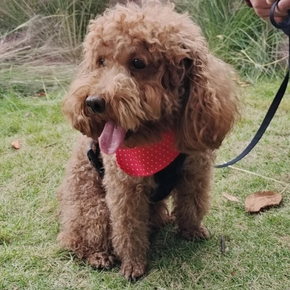 菠萝蜜和榴莲的两脚兽