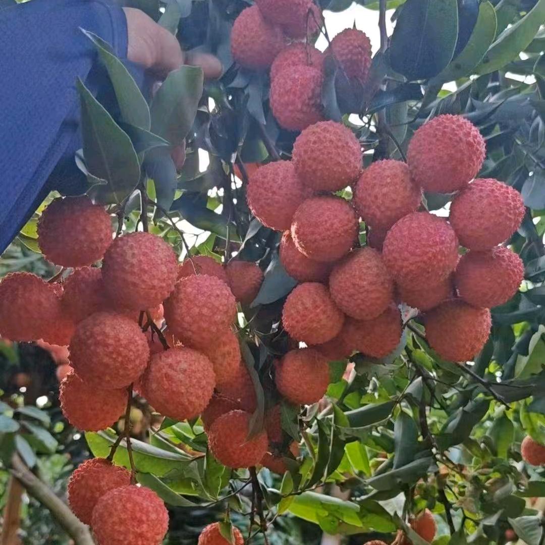 岭南(千年荔都)广西灵山荔枝